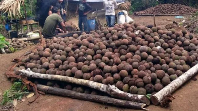 Imagem ilustrativa da notícia Floresta do Trombetas: catadores vão receber auxílio dia 1º