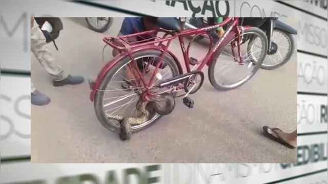 Imagem ilustrativa da notícia Vídeo: sucuri dá bote em ciclista e acerta raio da bicicleta