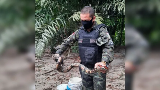 Imagem ilustrativa da notícia Vídeo: Mais de 200 cobras já capturadas na Grande Belém