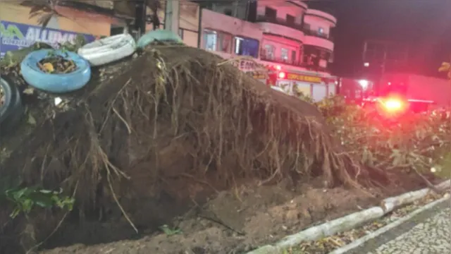 Imagem ilustrativa da notícia Chuva derruba árvore e interrompe trânsito na Arterial