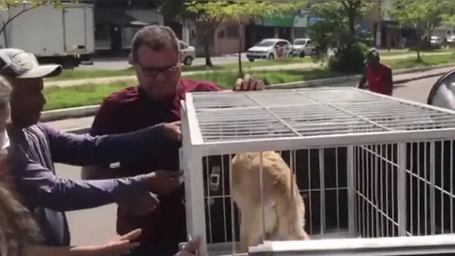 Imagem ilustrativa da notícia Vídeo:
cadela atropelada pelo dono é resgatada pela polícia