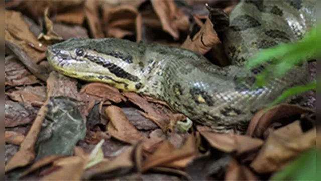 Imagem ilustrativa da notícia Estrelas: cobras do Pará participam de nova novela na Globo