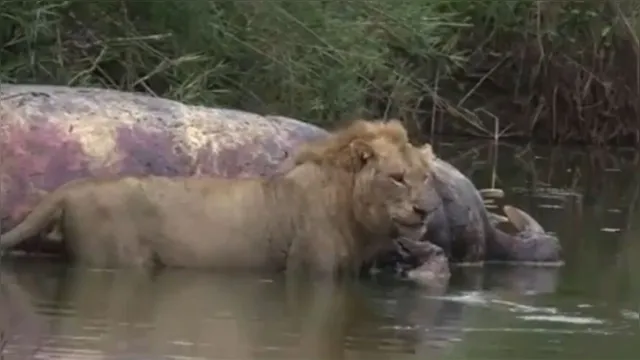 Imagem ilustrativa da notícia Vídeo: Nem vem, Brusque! Leão escapa de ataque fatal
