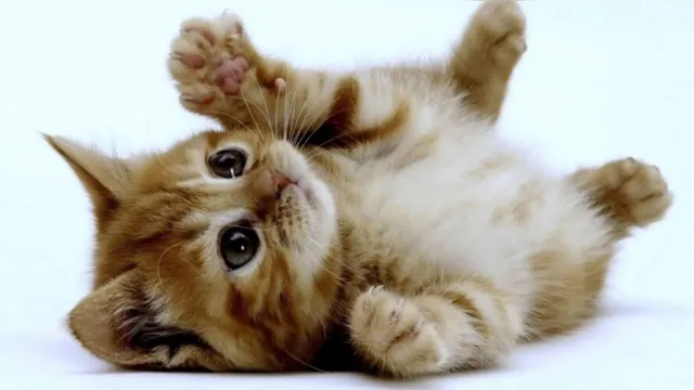 Imagem ilustrativa da notícia Vídeo: veja quais são as 5 raças de gatos mais fofos