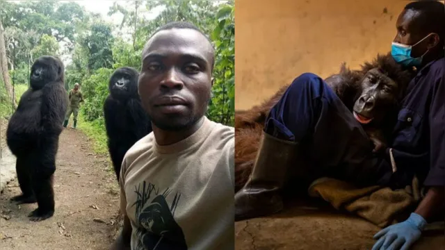 Imagem ilustrativa da notícia Gorila que viralizou em selfie morre nos braços do cuidador