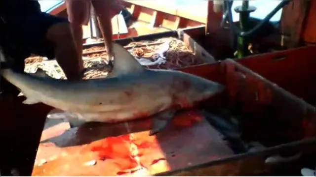 Imagem ilustrativa da notícia Vídeo: homem é mordido por tubarão em Salinas