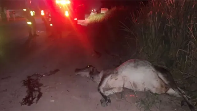 Imagem ilustrativa da notícia Vídeo: carro pega fogo ao bater em vaca em estrada no Pará