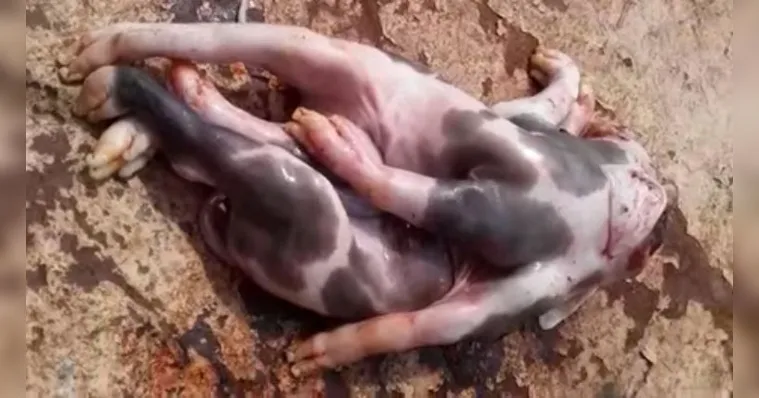Imagem ilustrativa da notícia Porco nasce com seis patas e dois troncos em Macajuba. Veja!