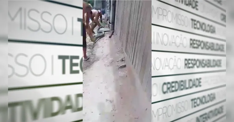 Imagem ilustrativa da notícia Vídeo: sucuri gigante é encontrada dentro de casa em Belém