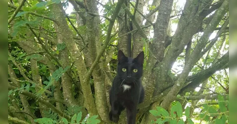 Imagem ilustrativa da notícia Desafio enlouquece a web; você consegue achar o 2º gato?