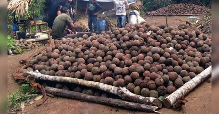 Imagem ilustrativa da notícia Floresta do Trombetas: catadores vão receber auxílio dia 1º