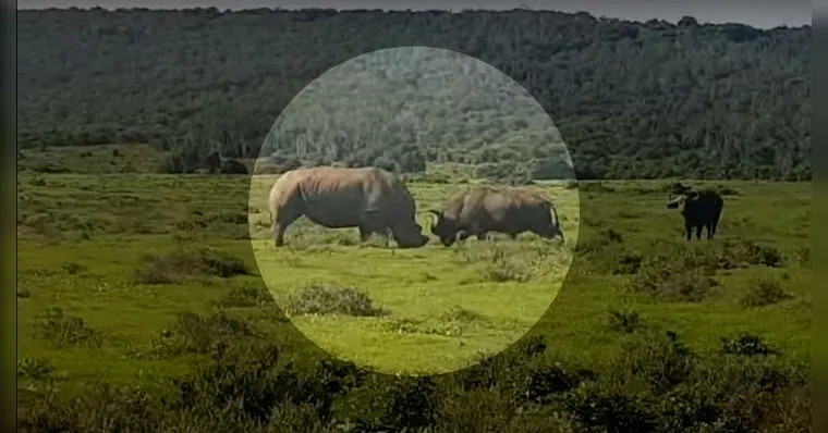 Imagem ilustrativa da notícia Rinoceronte faz búfalo voar com chifrada; veja o vídeo