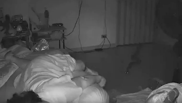 Imagem ilustrativa da notícia Vídeo: idosa é atacada por cobra enquanto dormia