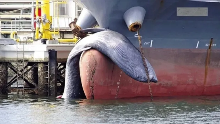 Imagem ilustrativa da notícia Navio-petroleiro atraca em porto com baleia presa à proa