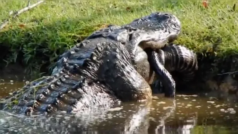 Imagem ilustrativa da notícia Vídeo: crocodilo gigante devora jacaré em segundos