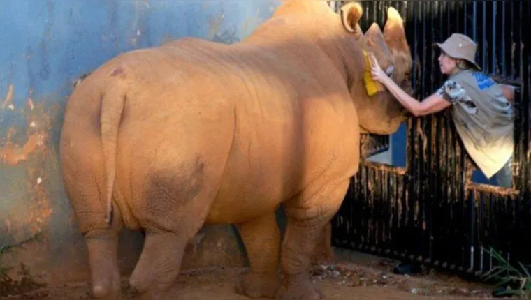 Imagem ilustrativa da notícia Morre rinoceronte-branco mais velho do mundo