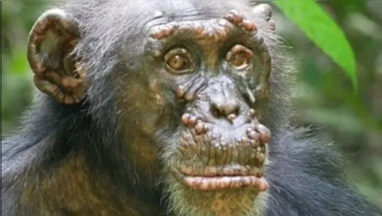Imagem ilustrativa da notícia Hanseníase é detectada pela 1ª vez em macacos
