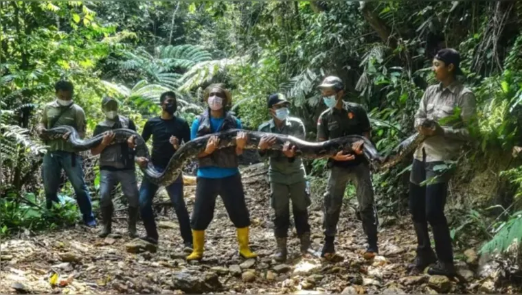Imagem ilustrativa da notícia Cobra de 9 m e 100 kg é capturada perto de comunidade rural