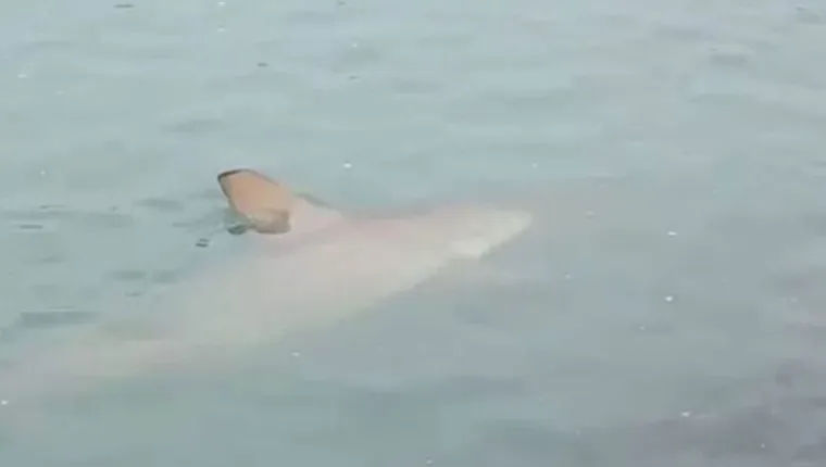 Imagem ilustrativa da notícia Tubarões 'invadem' praia de Balneário Camboriú 