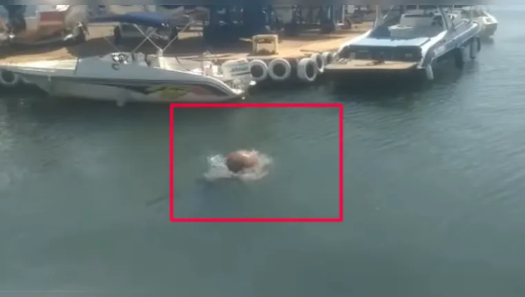 Imagem ilustrativa da notícia Vídeo: homem entra no rio e é atacado por capivara furiosa