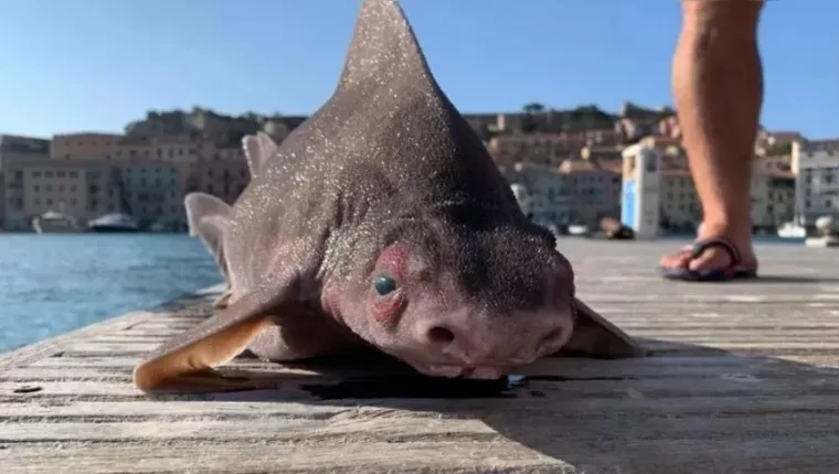 Imagem ilustrativa da notícia Bizarro! Tubarão com 'rosto de porco' é encontrado em ilha