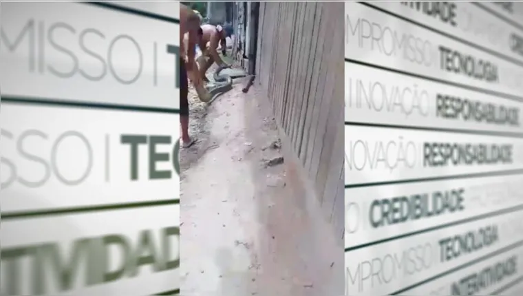 Imagem ilustrativa da notícia Vídeo: sucuri gigante é encontrada dentro de casa em Belém