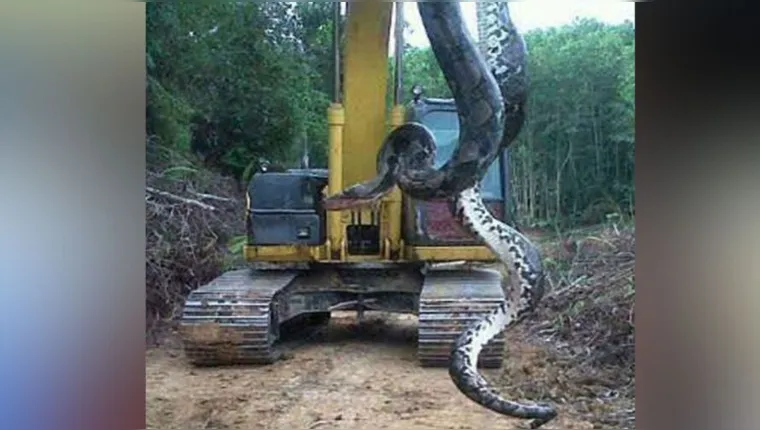 Imagem ilustrativa da notícia A verdade sobre o vídeo da cobra gigante que rodou o mundo