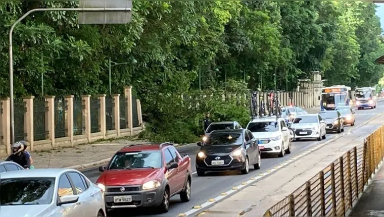 Imagem ilustrativa da notícia Vídeo: Árvore cai e assusta motoristas na Almirante Barroso