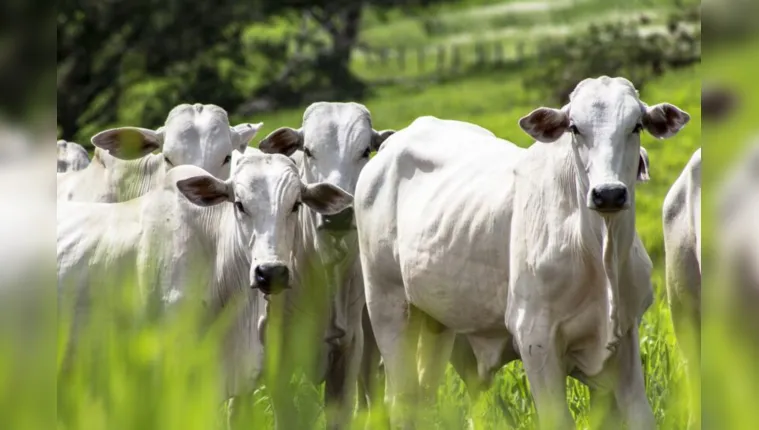 Imagem ilustrativa da notícia Vaca Louca é identificada no Brasil e exportação é suspensa