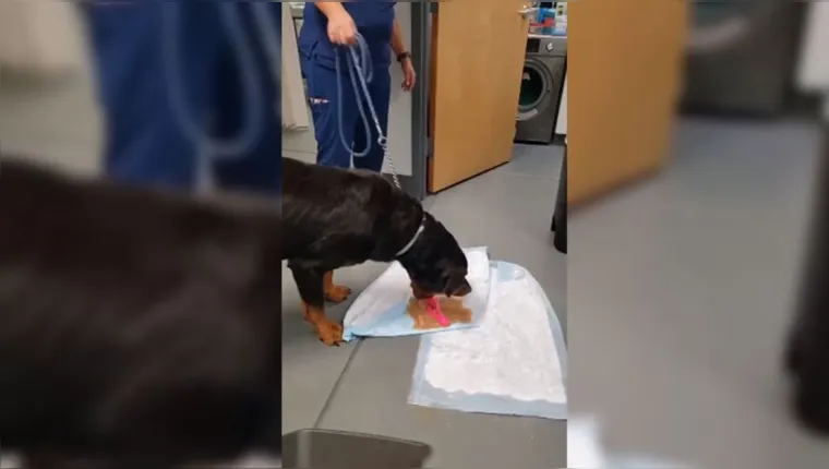 Imagem ilustrativa da notícia Cachorro é levado ao veterinário e vomita o vibrador 