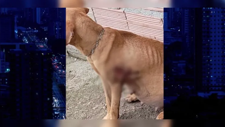Imagem ilustrativa da notícia Maus
tratos: cadela grávida é resgatada pela polícia