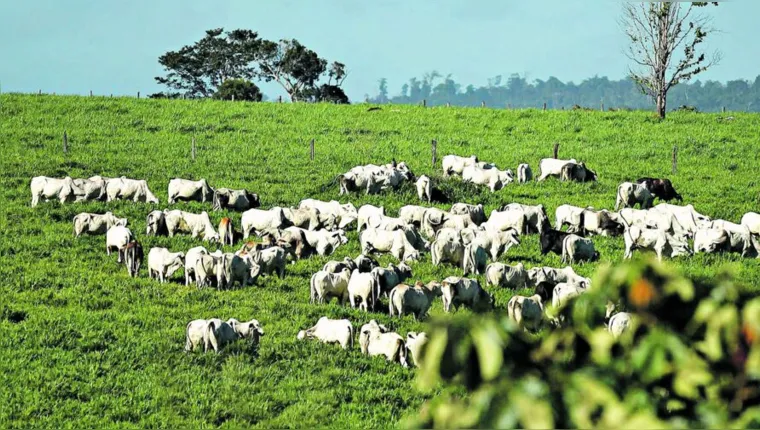 Imagem ilustrativa da notícia Setor de carnes do Pará tem prejuízos de R$ 6,6 bilhões