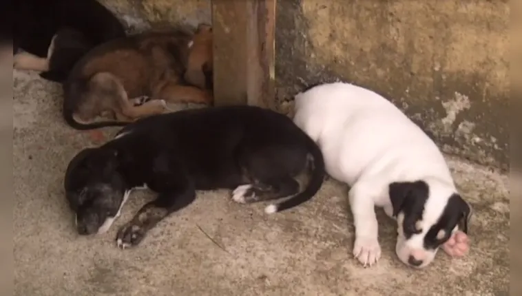 Imagem ilustrativa da notícia Vídeo:
filhotes são abandonados em caixa no Júlia Seffer