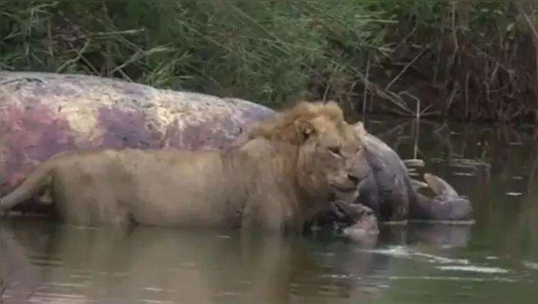Imagem ilustrativa da notícia Vídeo: Nem vem, Brusque! Leão escapa de ataque fatal