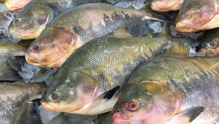 Imagem ilustrativa da notícia Fiscalização do pescado paraense busca impedir doença 