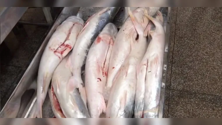 Imagem ilustrativa da notícia Vídeo:
Ananindeua anuncia auxílio para feirantes de pescado
