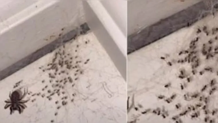 Imagem ilustrativa da notícia Vídeo: jovem aparece cercada por aranhas na Austrália