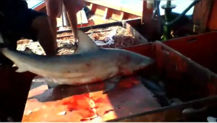 Imagem ilustrativa da notícia Vídeo: homem é mordido por tubarão em Salinas
