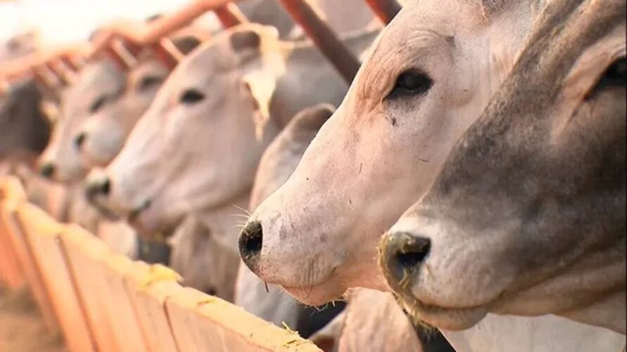 A alta do preço do boi gordo, do bezerro e o crescimento nas exportações de carne contribuíram para o aumento