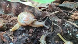 Caracol da espécie Macrochlamys pode espalhar a meningite 