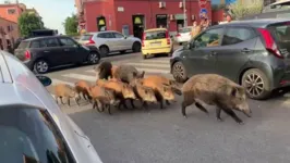 Javalis selvagens em via urbana da capital italiana.