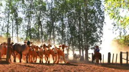 O setor agropecuário do Pará passa por um momento positivo no cenário nacional