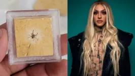 Imagem ilustrativa da notícia Aranha "Pabllo Vittar" é devolvida ao Brasil pelos EUA