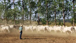 Páticas sustentáveis no agronegócio com as linhas verdes do FNO Rural são uma das ações incentivadas pelo Banco da Amazônia.