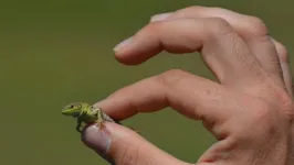 Como regra geral, os animais tendem a ser menores em regiões mais quentes.
