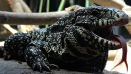 O lagarto da espécie Teiú pode medir até 1,5 metro e é comum de ser encontrado no Brasil.