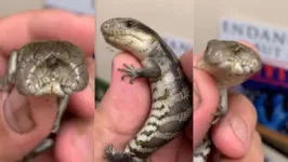 Imagem ilustrativa da notícia Lagarto de 2 cabeças e língua azul faz sucesso em zoo