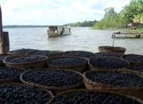 Frutos de açaí prontos para a venda no município de Bagre, no Pará.