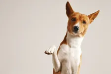 Os cães também possuem suas personalidades influenciadas pela posição dos astros na hora do nascimento, ou seja, pelo signo de cachorro.