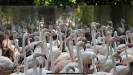 Os flamingos foram atacados por onças e apenas quatro sobreviveram. 
